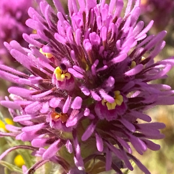 Meet your Posher, Sulee - Picture 2 of 3